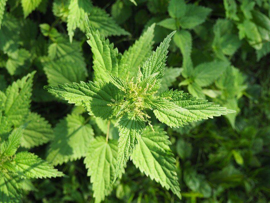 Nettle Supplements Ginger's Beneficial Properties, Increases Potency