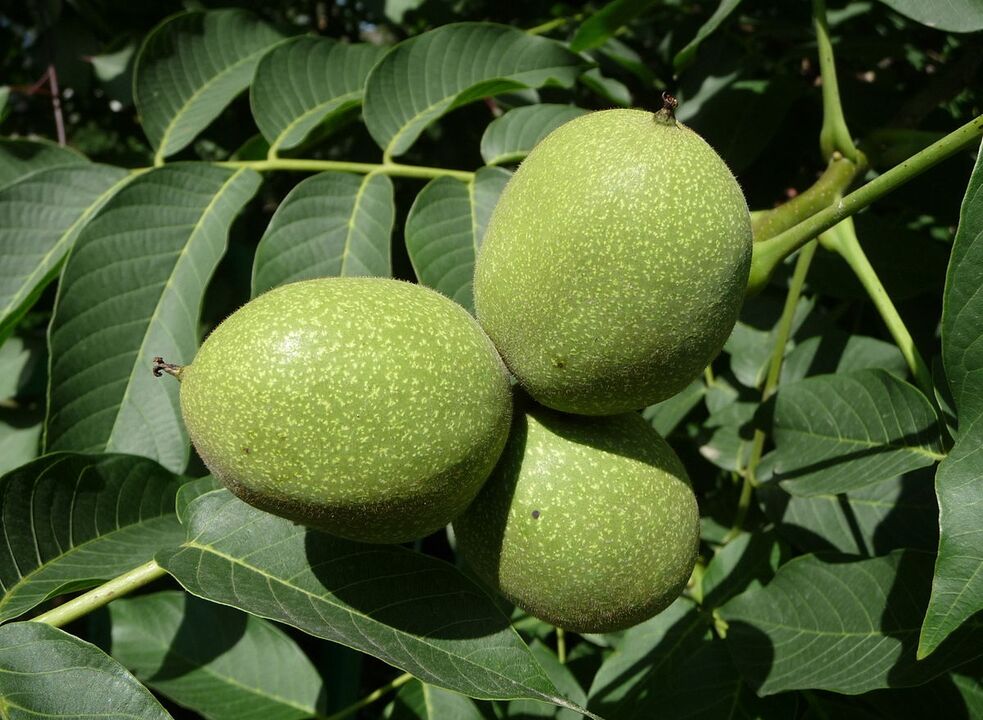 Potency of green walnut