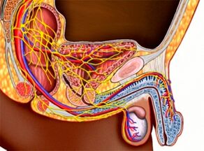 The structure of the genitourinary system and male potency