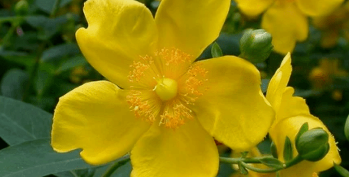 Herbs increase their effectiveness