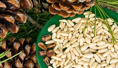 Cedar nuts for increased efficacy